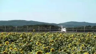 女満別空港【Memanbetsu Airport】　-Sunflower-