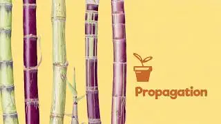 How to grow kō