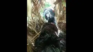 Greater coucal bird is feeding its young and its young are growing EP79 [ @Review life birds ]