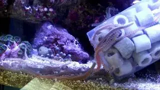 Borstenwurmfalle mit Gefrorene Garnelenfleisch, Red Sea Reefer 250,TROPIC MARIN ORIGINAL BALLING