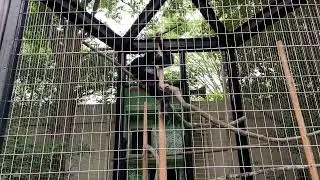 クロザル 千葉市動物公園 Celebes Crested Macaque Chiba Zoological Park