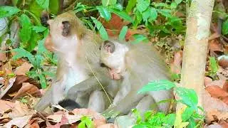 Natural BABY with family in forest warm regards #clever monkey#video  #nature #minecraft #video ..!