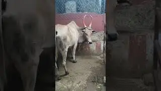 Nerur Village Saradambiga peetam Sringeri Sankara Madam Kaveri