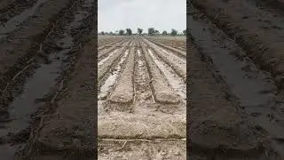 Pakistan Sugarcane growing  techniques,l best average taking l kissan l