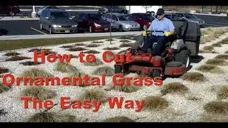 Cutting Ornamental Grasses - The Easy Way