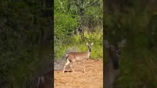Patron Ranch