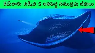 Biggest sea creatures ever caught on camera | shark videos | facts in telugu |  bmc facts telugu