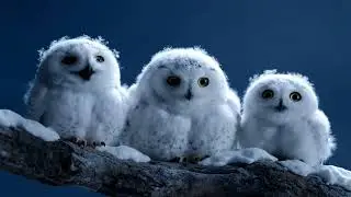#pigeon #cutie #reels #video #tranding #vrialvideo 
