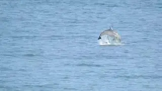 Dolphins Aberdeen  26.05.2020 1080p60