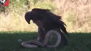 EAGLE Vs Big SNAKE