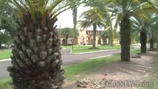 Plant parasite poisoning Florida's palm trees