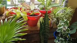 Varieties of Indoor plants 🪴 अनेक प्रकार के पौधे Indoor plants name 