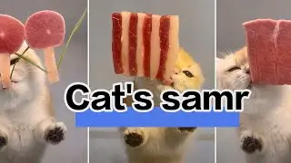 A cute cat's immersive meat-eating time | ASMR #meat #cat #asmr 