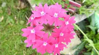 Verbena hybrida - Magelana Magic Lipstick - J&aacute;rnurt - Sumarbl&oacute;m - Gar&eth;pl&ouml;ntur