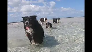 A Corgi's (+3) Sandbar Adventure in the Florida Keys. The best activity for your dogs in the Keys!