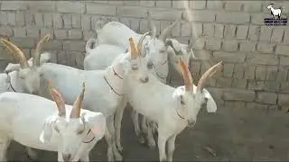 Beautiful Golden Tapri Goats | Zardari Goat Farm