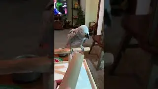Louis Is Being A Little Stubborn [Parrot Attitude]