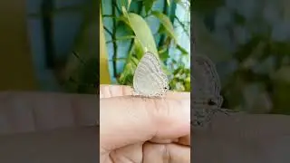 my cute model#shortsvideo #trending #butterflyramp