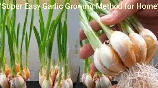 &ldquo;Grow Organic Garlic at Home in Pots | Step-by-Step&rdquo;