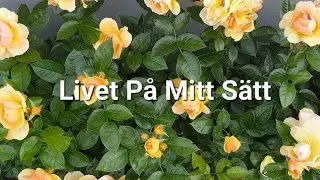 Dikt nr 26 ur min diktsamling Livet P&aring; Mitt S&auml;tt, annettearwidmark.blogg.se