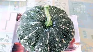 Big Pumpkin Harvesting ||🎃🎃🎃|| Big sweet pumpkin of our garden; 😊|23/9/2021