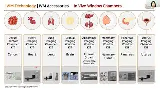 (EN) Intravital Imaging for Immunology and Neuroscience Webinar and Virtual Demonstrations