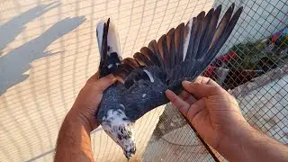 🔥🔥For Sale 16 Kabootar | Mob:-8544852583 |👉All over India delivery availabl