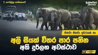 ඉවරයක් නැතුව අලි පාර පනින දුර්ලභ අවස්ථාව | 100+ Elephants Crossing Road | Elephant Journey #elephant