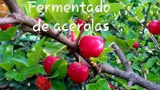 Fermentado probiótico de acerolas