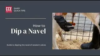 Dairy Quick Tips-Navel Dipping