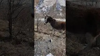 Кавказская Зебра #travel #views #vlog #adventure #nature #russia #mountains #beautiful #shorts