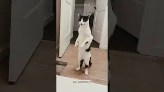 These Cats Walk on Two Legs...and Help Humans Too! 😲🐾