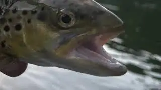 Fly Fishing in Poland | Dunajec River