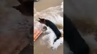 Heroic Pooch Saves Porcupine From Raging Floodwaters #BraveDog #FloodRescue #AnimalHeroes
