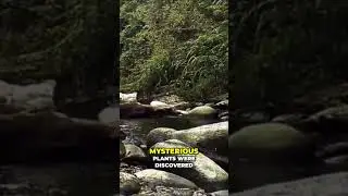 Wonders of Palawan's | Exploring