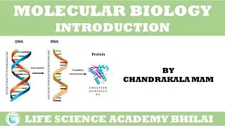 molecular biology introduction by Chandrakala mam
