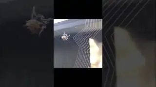 Spider&rsquo;s precision artwork 🫡😍😎. Subscribe for more #trending #viral #satisfying #shorts