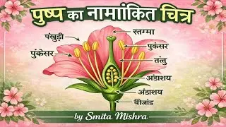 Labelling parts of Flower | 10th class Science 