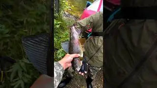 рыбалка с @varvara_rybachka #рыбалка #fishing #shorts
