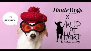 Haute Dogs x Wild at Heart Calendar 2021 - Behind the Scenes