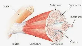 XI|XII|BIOLOGY|EXTRA TOPICS|PMC SYLLABUS|NMDCAT 2021|FEDERAL|PUNJAB BOARD BOOKS |PART.2