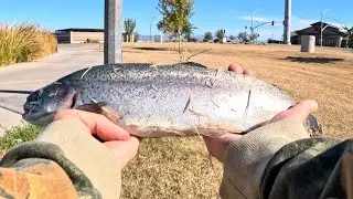 Trout fishing in Arizona🎣