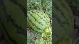 day 19 wild watermelon #redwatermelon #watermelon #yellowwatermelon #gardening #growth