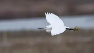 Wildlife - Little egrets