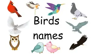 Birds Names / Learn Spelling/ kids Learning/ Preschool Training #teaching #youtube #tiktok