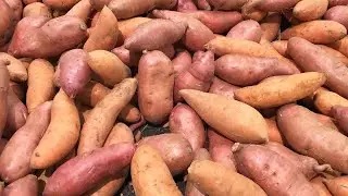 Sweet Potato: Benefits, Uses #videos #sweetpotato #sweetpotatoleaves #plantlovers @Plants-World