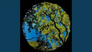 Wilow Tree (feat. Kezia Rena)