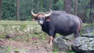 Bondla Zoo, Goa (Monsoon Special)