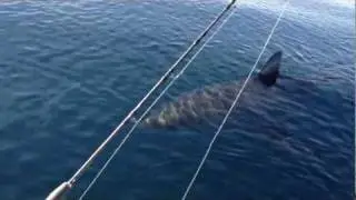 18+ Ft Great White Shark Stalks Boat on video (part 1)