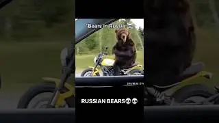 American vs Russian Bear: Who Wins This HILARIOUS Showdown? 🐻😂  #Shorts #memes